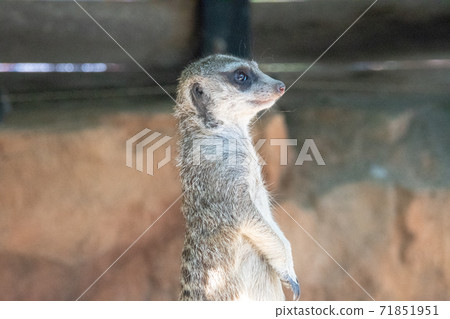 福山市動物園受歡迎的人Miacat 福山市動物園受歡迎的人Miacat 71851951