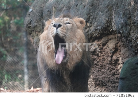 Yawning Yawning 71851962