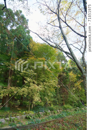 Acer diabolicum yellow leaves Acer diabolicum yellow leaves 71851975