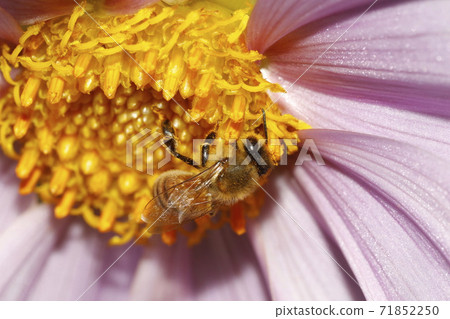 Western honey bee and honey bee flowers Western honey bee and honey bee flowers 71852250