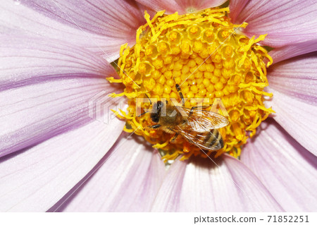 Western honey bee and honey bee flowers Western honey bee and honey bee flowers 71852251