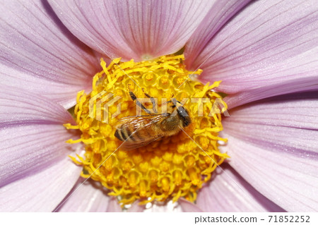 Western honey bee and honey bee flowers Western honey bee and honey bee flowers 71852252