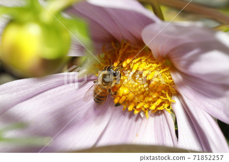 Western honey bee and honey bee flowers 71852257