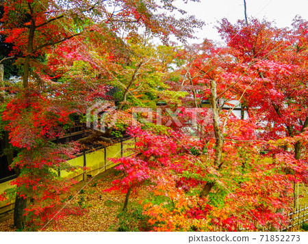 Autumn leaves of Matsudo Hondoji Temple 71852273