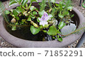 Water hyacinth (floating in a vase) 71852291