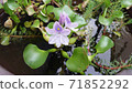 Water hyacinth (zoom 1) 71852292