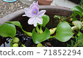 Water hyacinth (zoom 2) 71852294