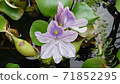 Water hyacinth (zoom 3) 71852295