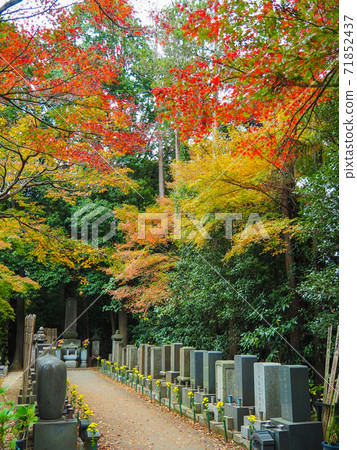 Autumn leaves of Matsudo Hondoji Temple 71852437