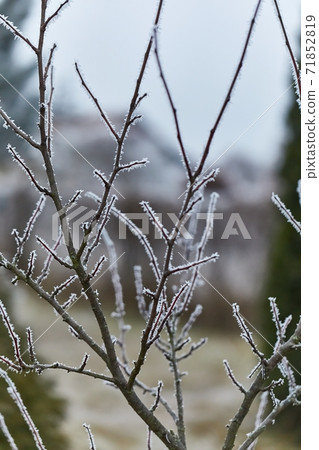 Icy Frosted Branches 71852819