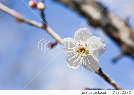 Close-up of white plums against the blue sky Close-up of white plums against the blue sky 71852887