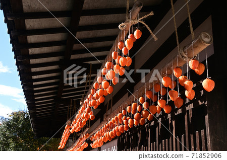 Orange dried persimmon hung on the eaves Orange dried persimmon hung on the eaves 71852906