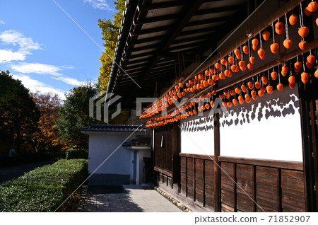 Orange dried persimmon hung on the eaves Orange dried persimmon hung on the eaves 71852907