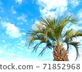 Palm tree and blue sky, lower right layout, horizontal composition 71852968