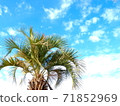 Palm tree and blue sky, lower left layout, horizontal composition 71852969