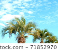 Palm tree and blue sky lower layout horizontal composition 71852970