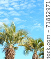 Palm tree and blue sky lower layout vertical composition 71852971