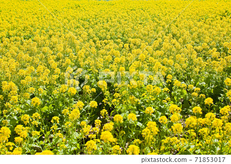 遍地盛開的油菜花 71853017