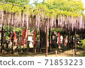 Fuji Festival at Kuzui Temple 71853223