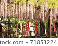 Fuji Festival at Kuzui Temple 71853224