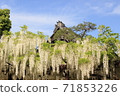 Wisteria trellis 71853226