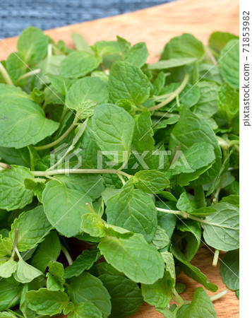 Herb Spearmint Herb Spearmint 71853982