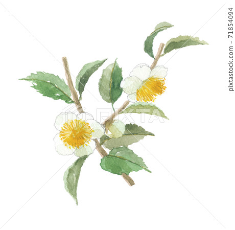 茶花和葉子 71854094