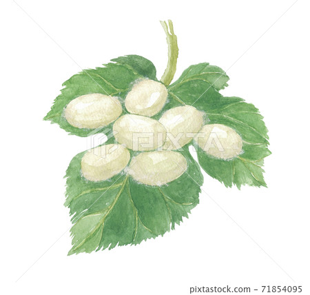 繭和桑葉 繭和桑葉 71854095