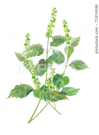 埃格瑪埃格瑪 71854096