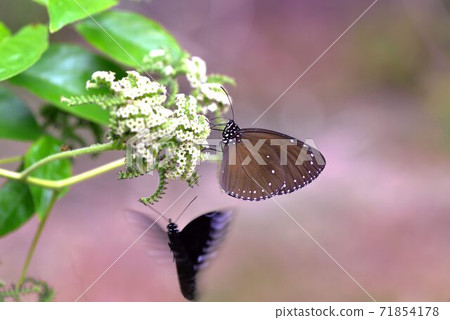Small Purple Butterfly (Euploea tulliolus koxinga) Small Purple Butterfly (Euploea tulliolus koxinga) 71854178