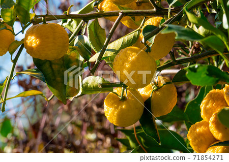 Yuzu tree fruit Yuzu tree fruit 71854271
