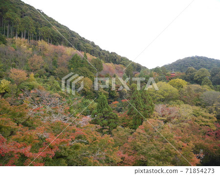 秋葉開始的山 秋葉開始的山 71854273