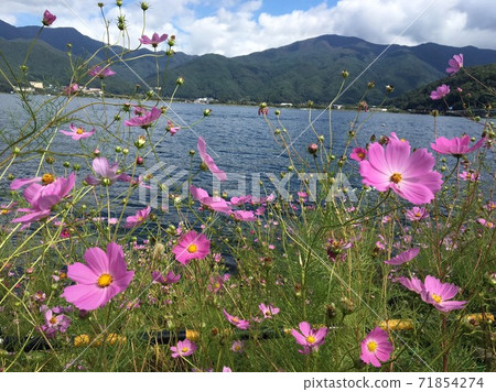 鮮花盛開在湖中 鮮花盛開在湖中 71854274