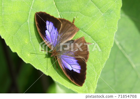 Creatures, insects, powdered oakblue, female. Beautiful lapis lazuli in the center of the front wing. Does it have the effect of keeping natural enemies away? 71854708