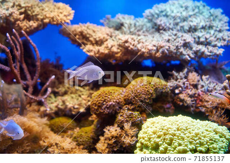 Underwater fish damselfish Underwater fish damselfish 71855137
