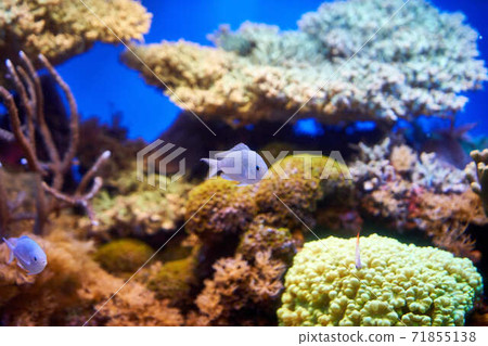 Damselfish Damselfish 71855138