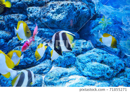 Butterfly fish Butterfly fish 71855271