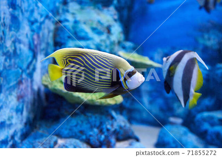 Tropical fish Tropical fish 71855272
