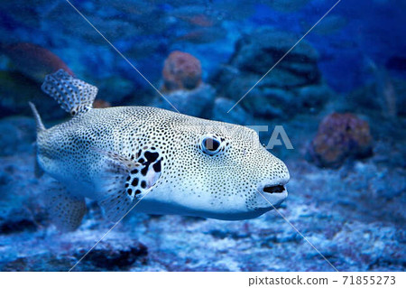 Underwater fish Underwater fish 71855273