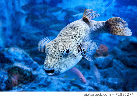 Underwater fish Underwater fish 71855274