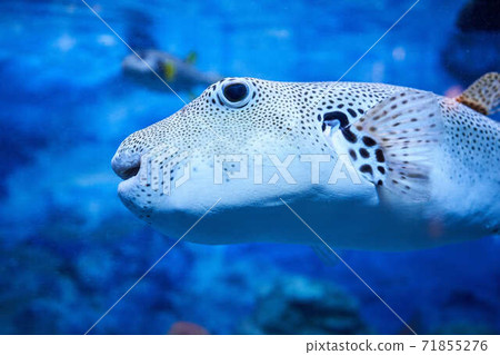 Underwater fish Underwater fish 71855276