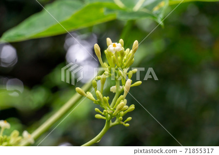 小gas原木瓜花 小gas原木瓜花 71855317