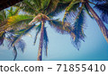 Palm tree 71855410