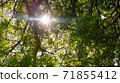Sunbeams 71855412