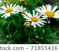  White flower 71855416
