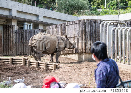 [多摩動物公園的印支齋和幼兒園兒童] 71855458