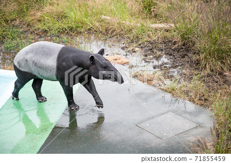 [Malayan tapir at Tama Zoological Park] 71855459