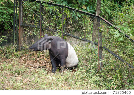 [Malayan tapir at Tama Zoological Park] 71855460