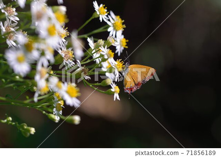 Red-brown yellow gray butterfly, purple-flowered gray butterfly, red-edged yellow-grey butterfly (Heliophorus ila matsumurae) Red-brown yellow gray butterfly, purple-flowered gray butterfly, red-edged yellow-grey butterfly (Heliophorus ila matsumurae) 71856189