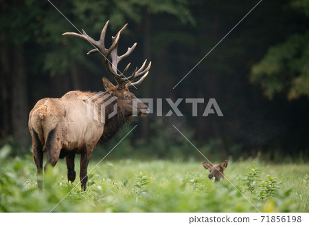 Wild Elk During Rut  71856198